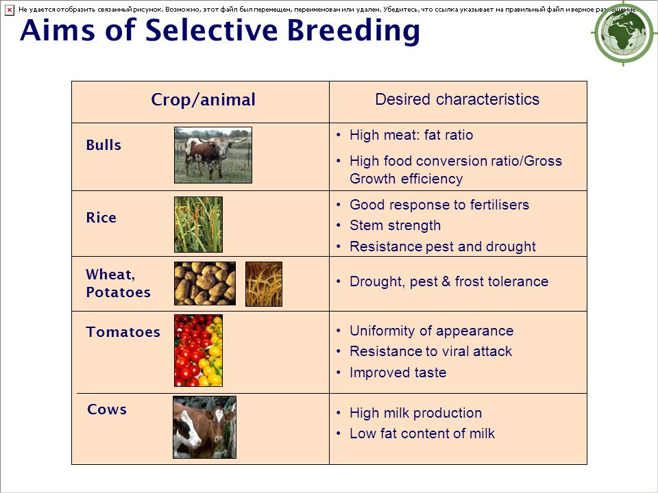 The pros and cons of selective breeding